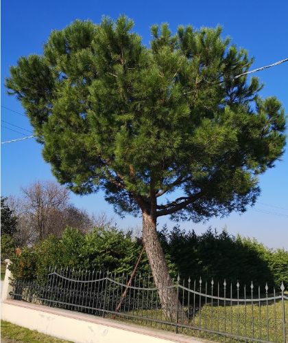 Taglio fronde in prossimità delle linee elettriche